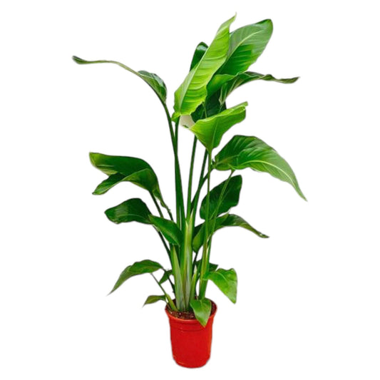 Strelitzia Nicolai - 70-90 cm - Forest Plants