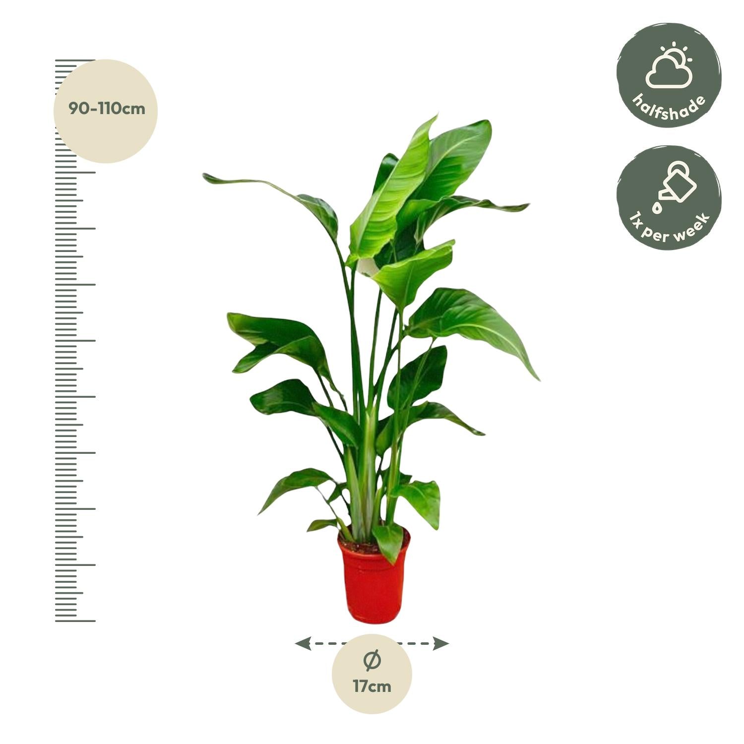 Strelitzia Nicolai - 70-90 cm - Forest Plants
