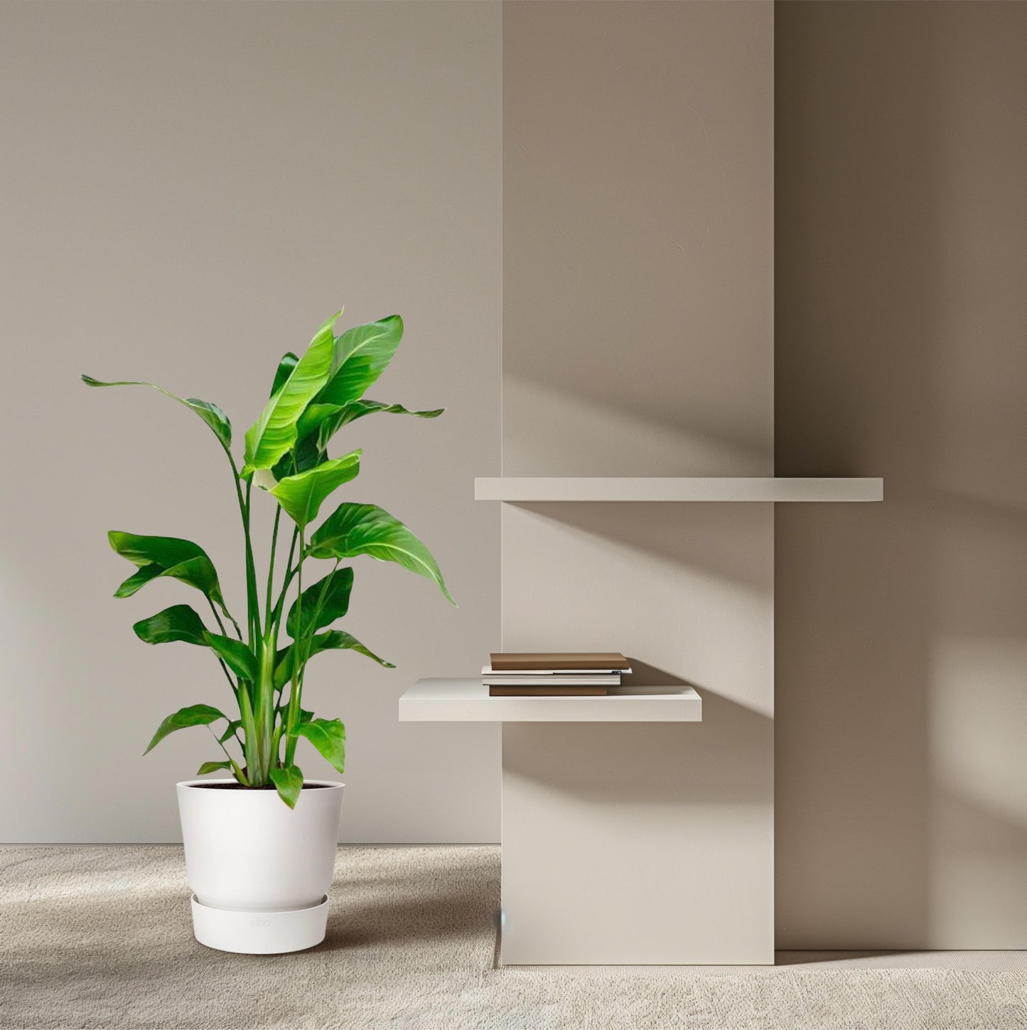 Strelitzia Nicolai - 70-90 cm - Forest Plants