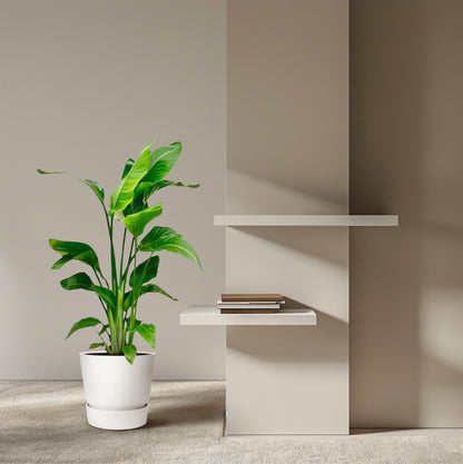 Strelitzia Nicolai - 70-90 cm - Forest Plants
