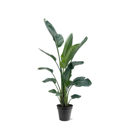 Strelitzia Nicolai XXL - 190-225 cm