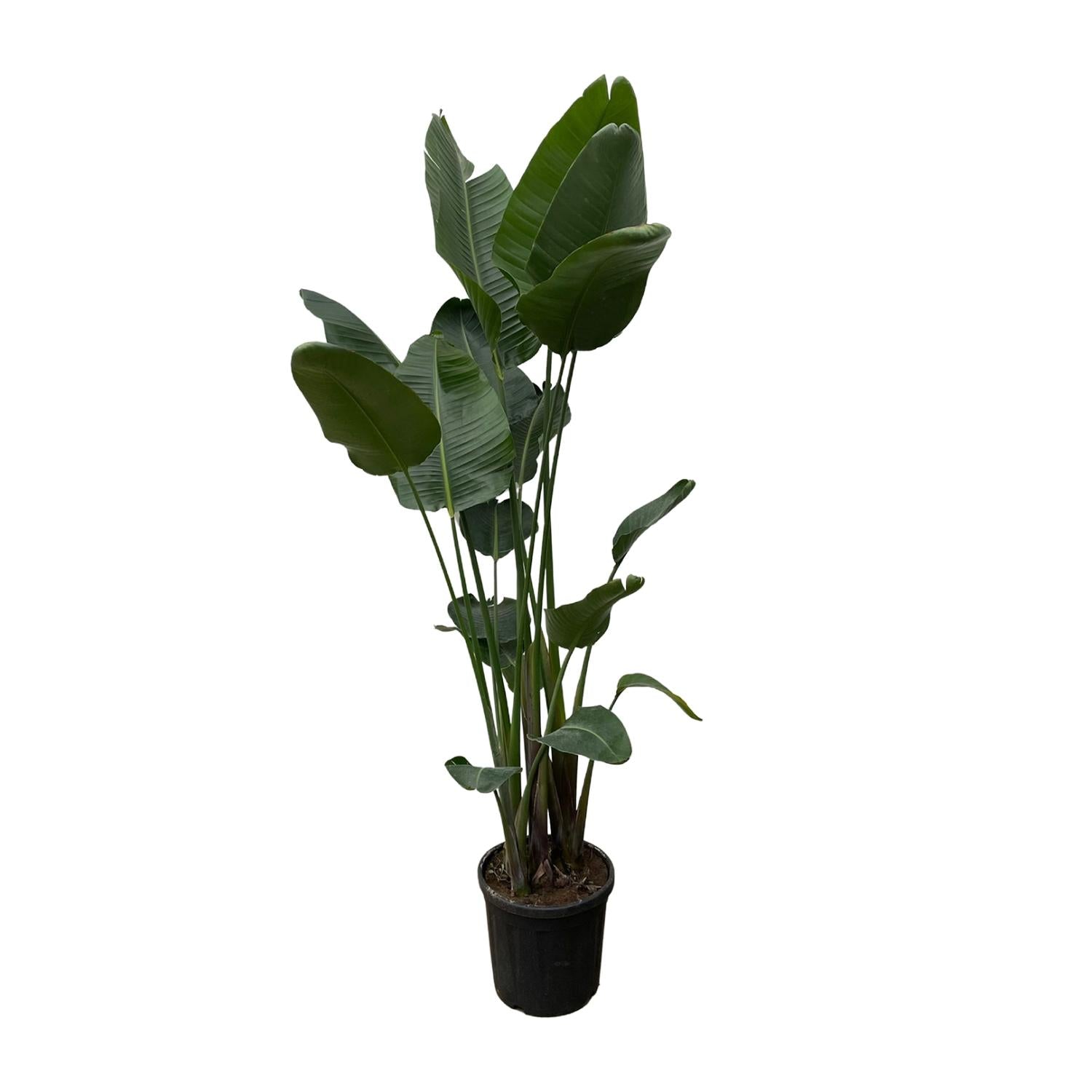 Strelitzia Nicolai XXL - 250 cm - Forest Plants