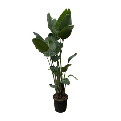 Strelitzia Nicolai XXL - 250 cm - Forest Plants