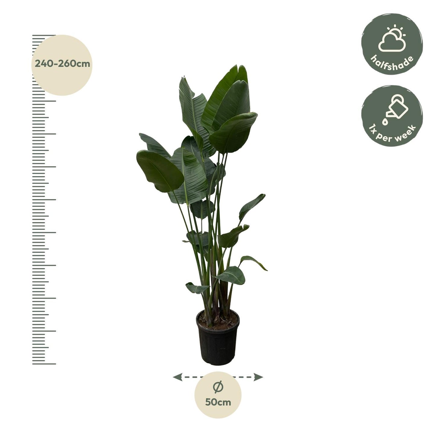 Strelitzia Nicolai XXL - 250 cm - Forest Plants