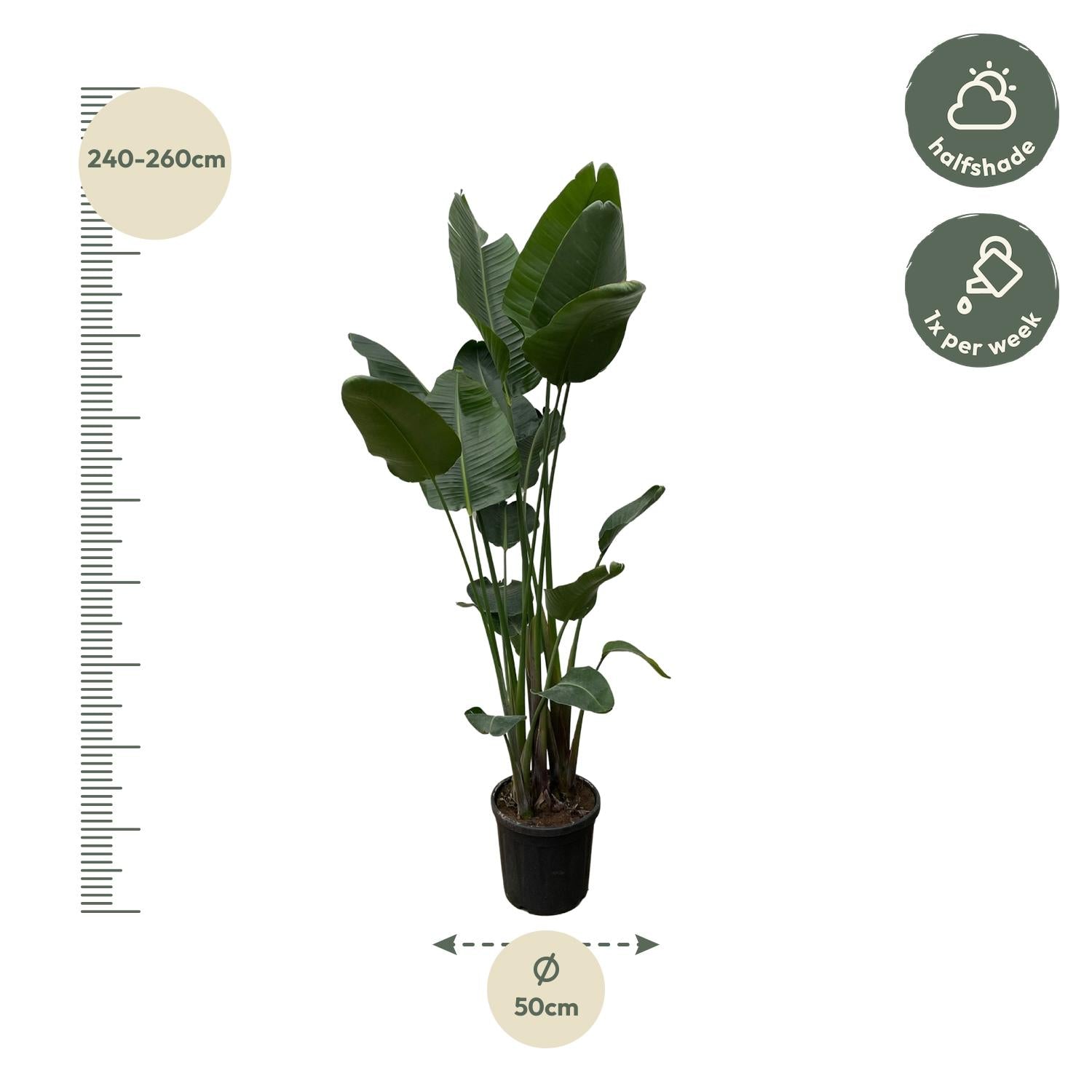 Strelitzia Nicolai XXL - 250 cm - Forest Plants