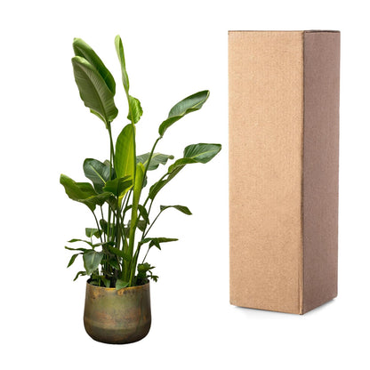 Strelitzia Nicolai de luxe XXL - 250 cm