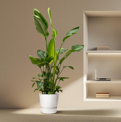 Strelitzia Nicolai de luxe XXL - 250 cm