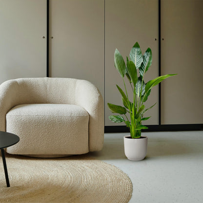 Strelitzia Reginae - 100 cm - Forest Plants