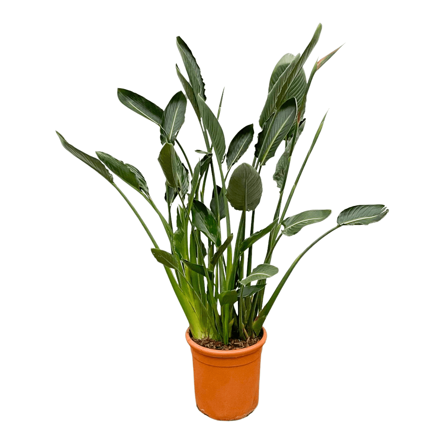 Strelitzia Reginae XL - 160 cm