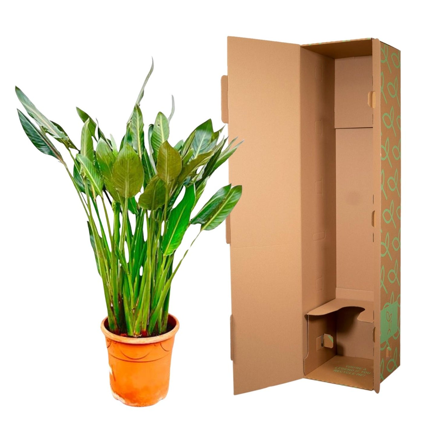 Strelitzia Reginae XL - 160 cm