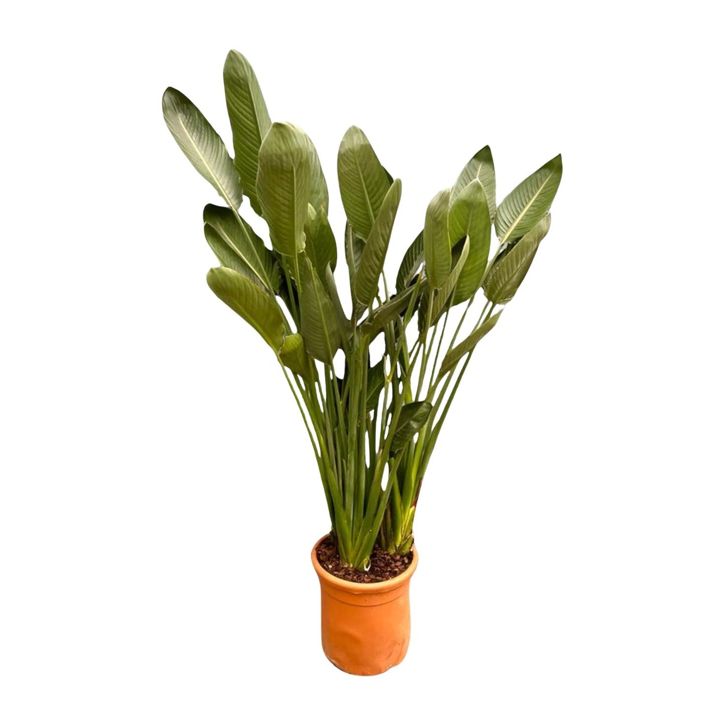 Strelitzia Reginae XXL - 200 cm