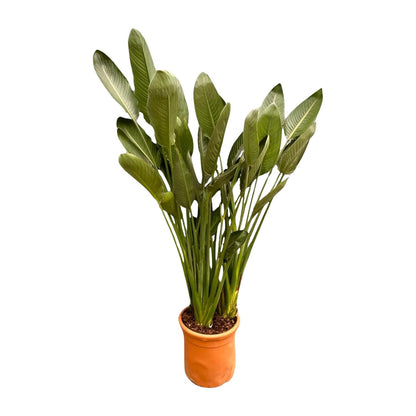 Strelitzia Reginae XXL - 200 cm