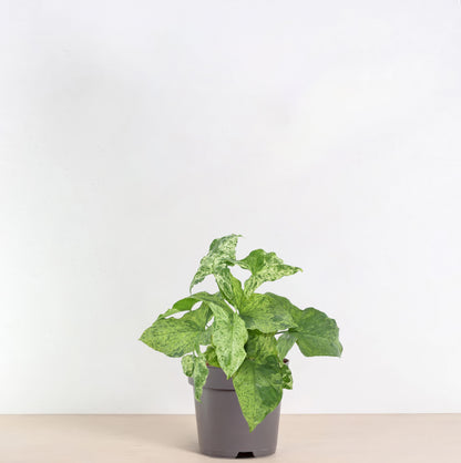 Syngonium Mottled - 25 cm