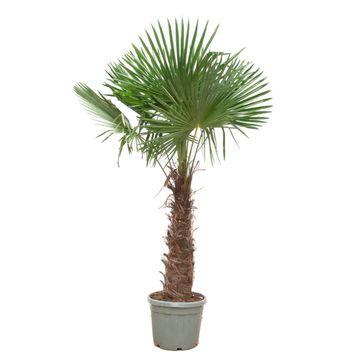 Trachycarpus Fortunei - 240-270 cm