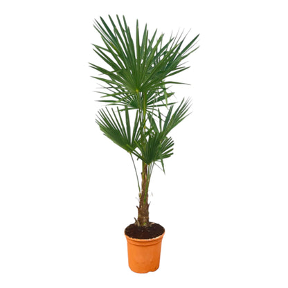 Trachycarpus Fortuneii - 120-140cm