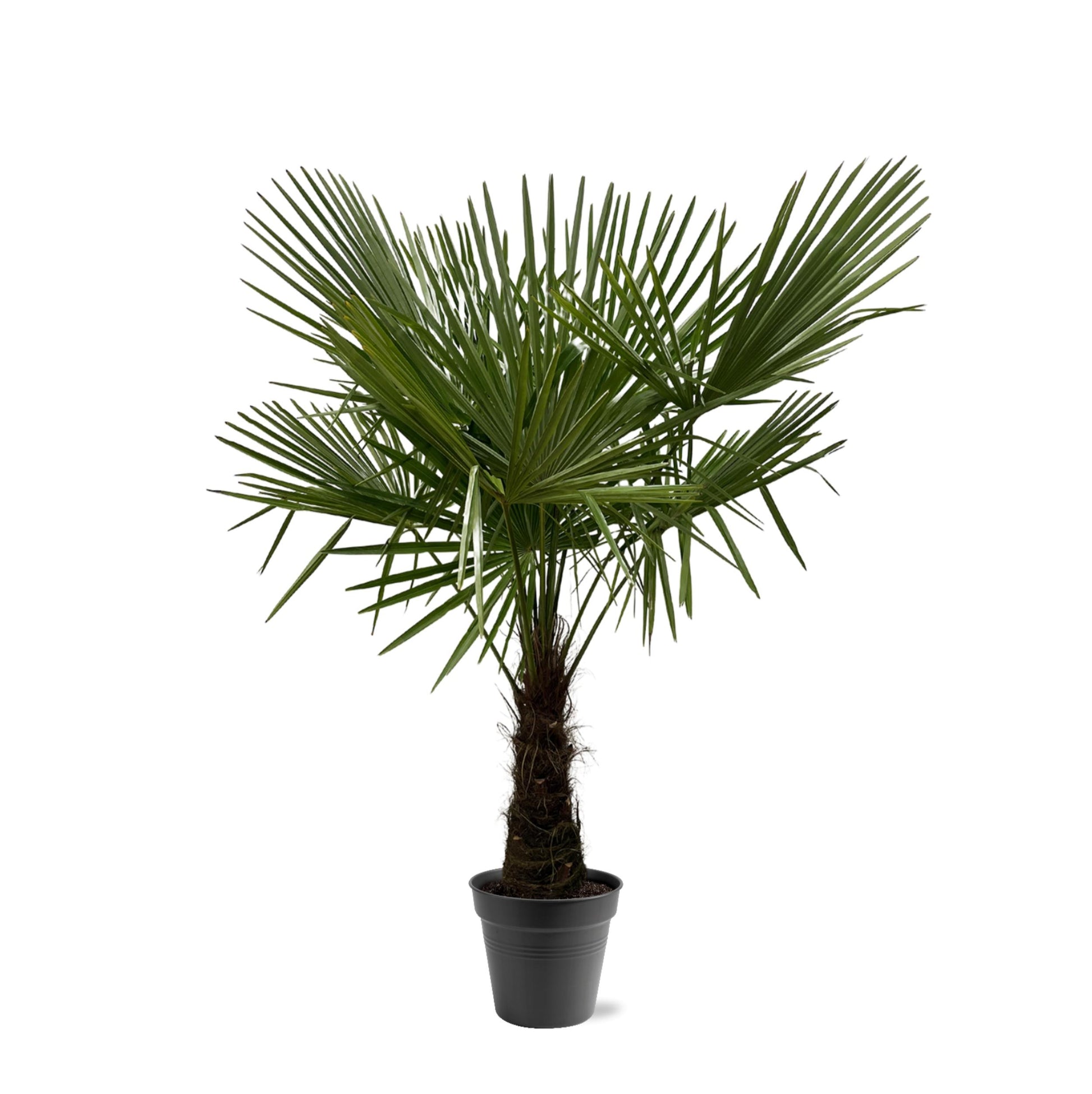 Trachycarpus Fortuneii - 160-180 cm - Forest Plants