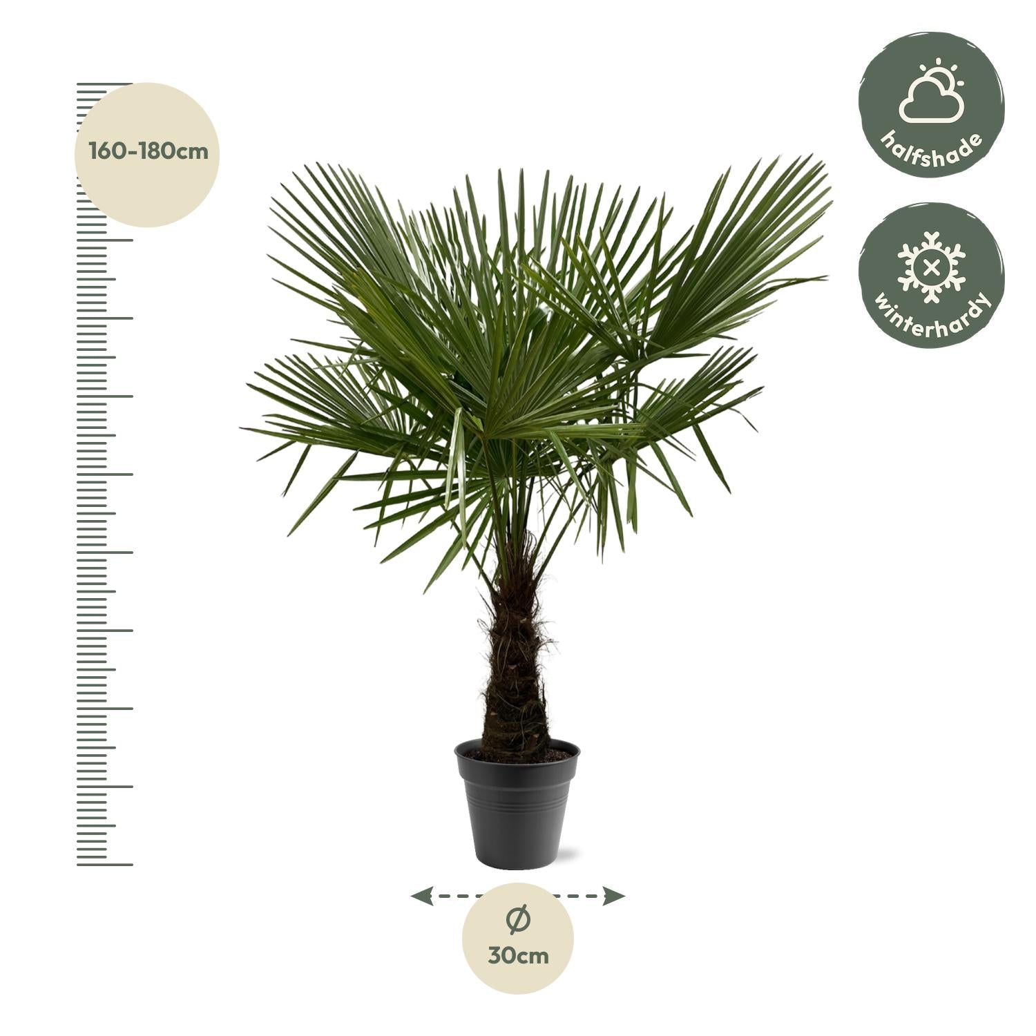 Trachycarpus Fortuneii - 160-180 cm - Forest Plants