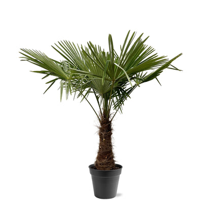 Trachycarpus Fortuneii - 220-240 cm - Forest Plants