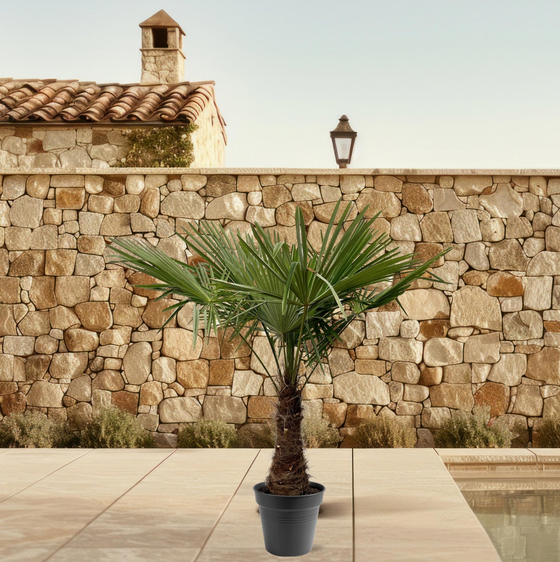 Trachycarpus Fortuneii - 220-240 cm - Forest Plants