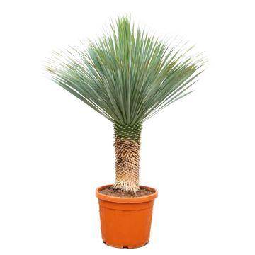 Yucca Rostrata - 140-160 cm