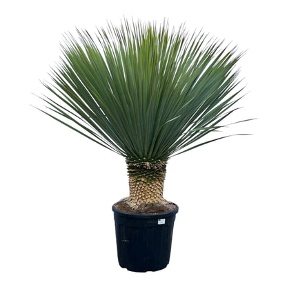 Yucca Rostrata - 140 cm