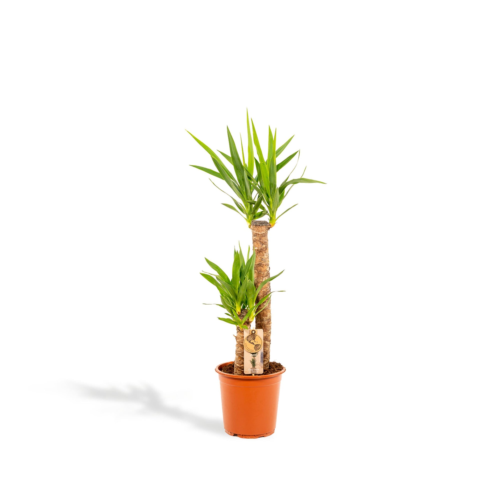Yucca - 100 cm - Forest Plants