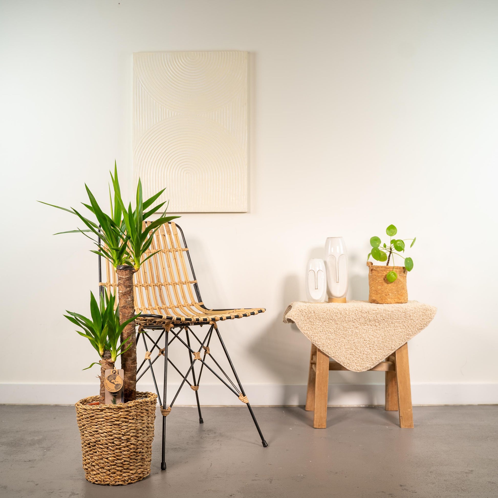 Yucca - 100 cm - Forest Plants