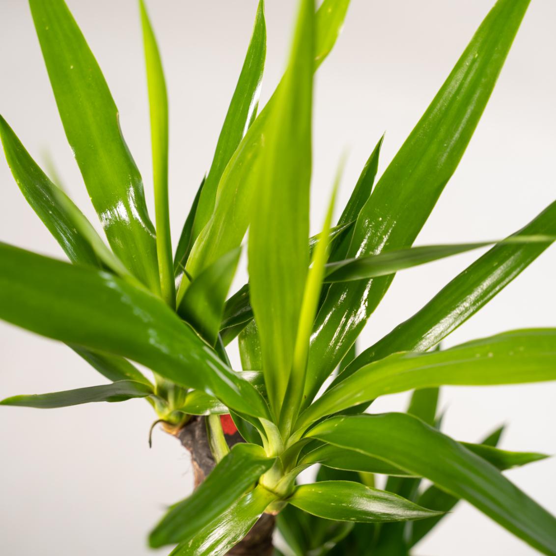 Yucca - 100 cm - Forest Plants
