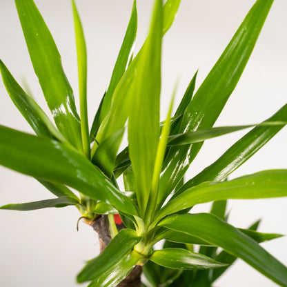 Yucca - 100 cm - Forest Plants