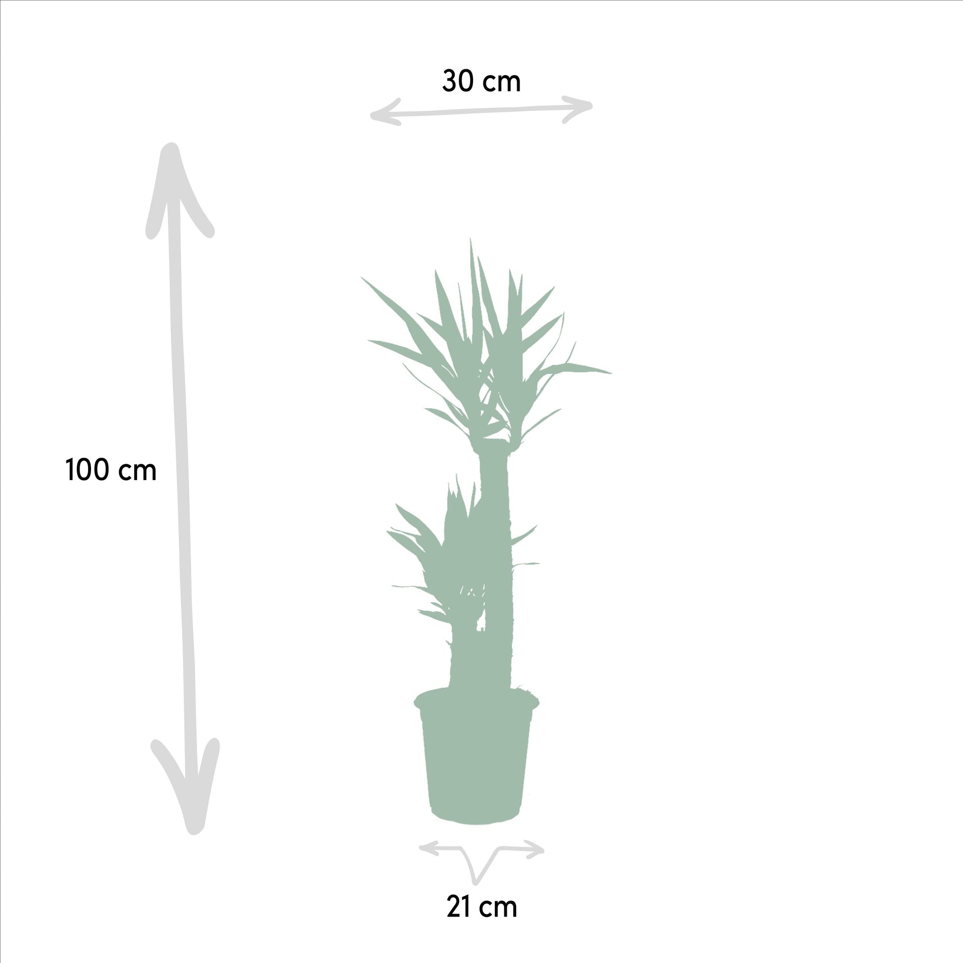 Yucca - 100 cm - Forest Plants