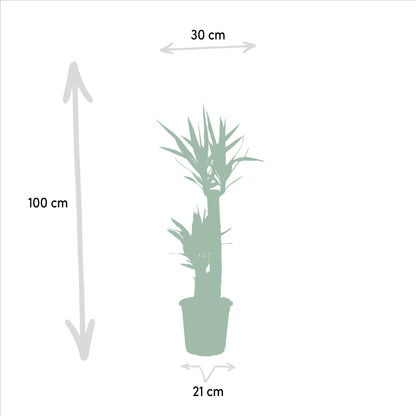Yucca - 100 cm - Forest Plants