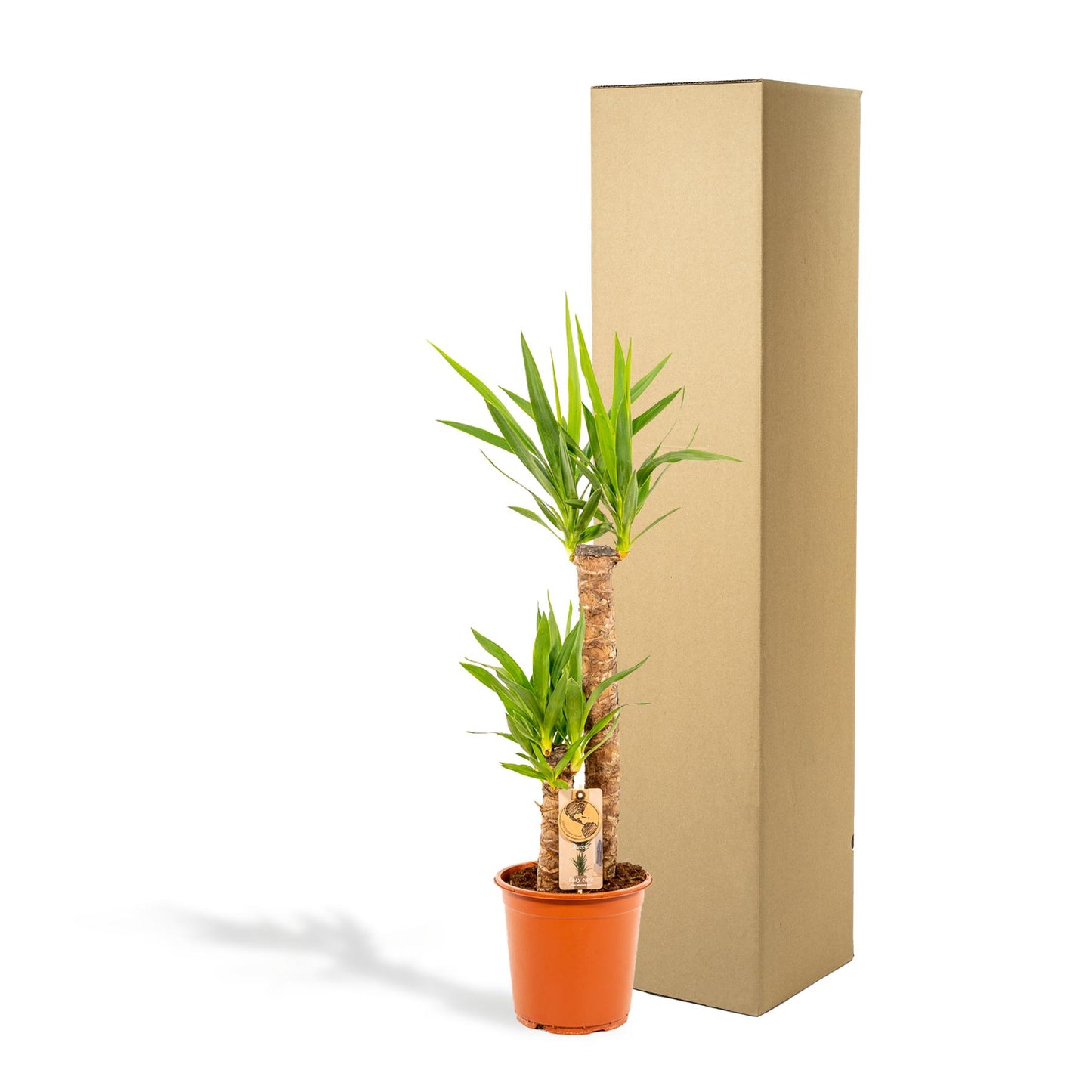 Yucca - 100 cm - Forest Plants