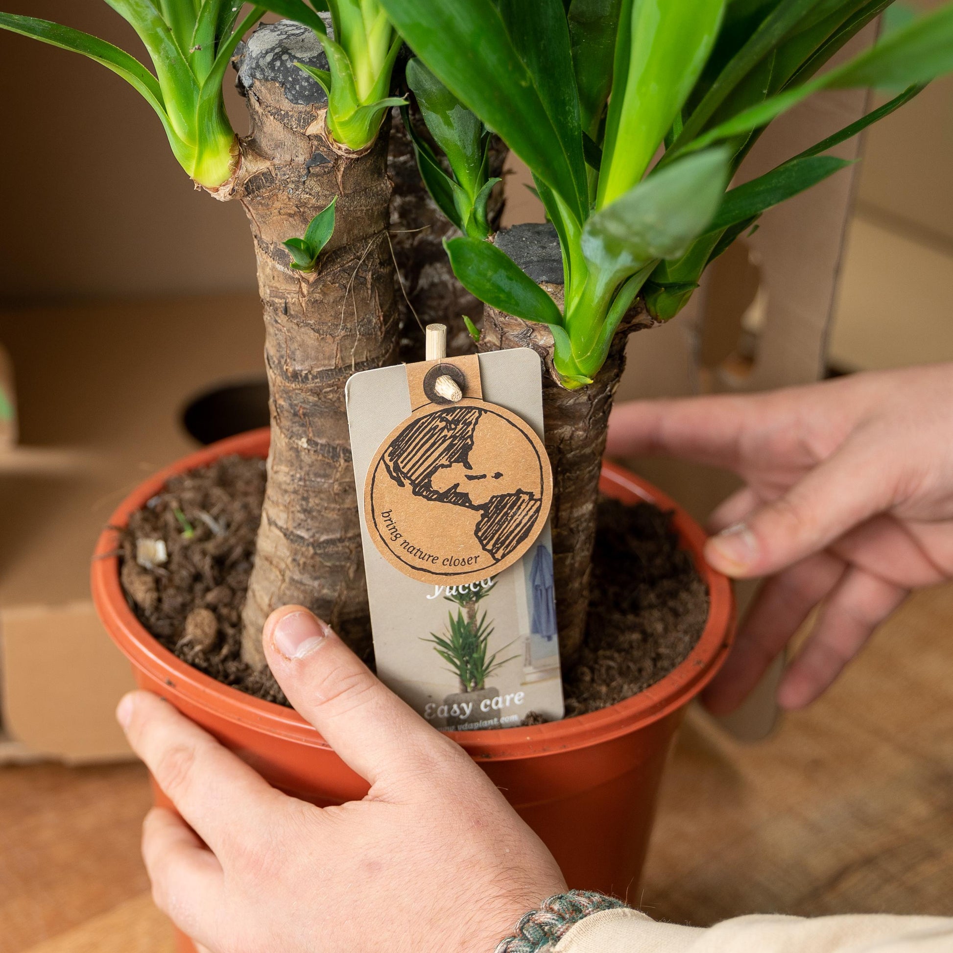 Yucca - 100 cm - Forest Plants