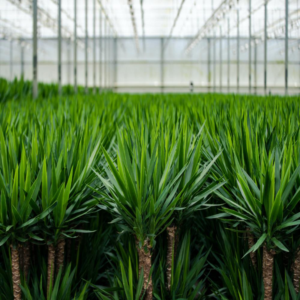 Yucca - 100 cm - Forest Plants