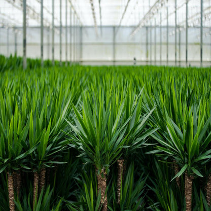 Yucca - 100 cm - Forest Plants