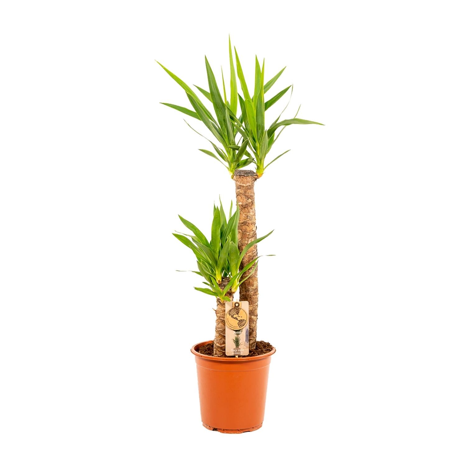 Yucca - 100 cm - Forest Plants
