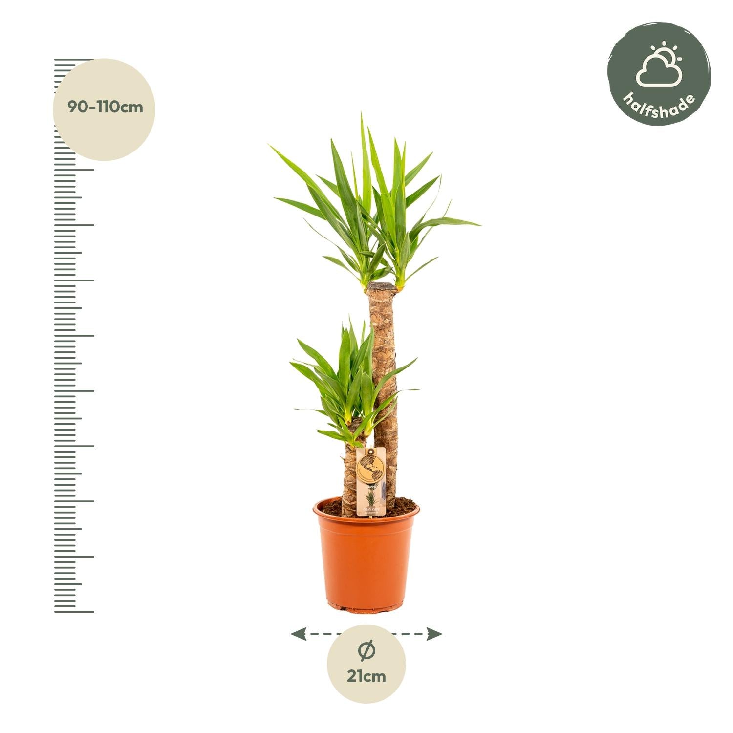 Yucca - 100 cm - Forest Plants