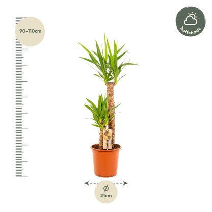 Yucca - 100 cm - Forest Plants