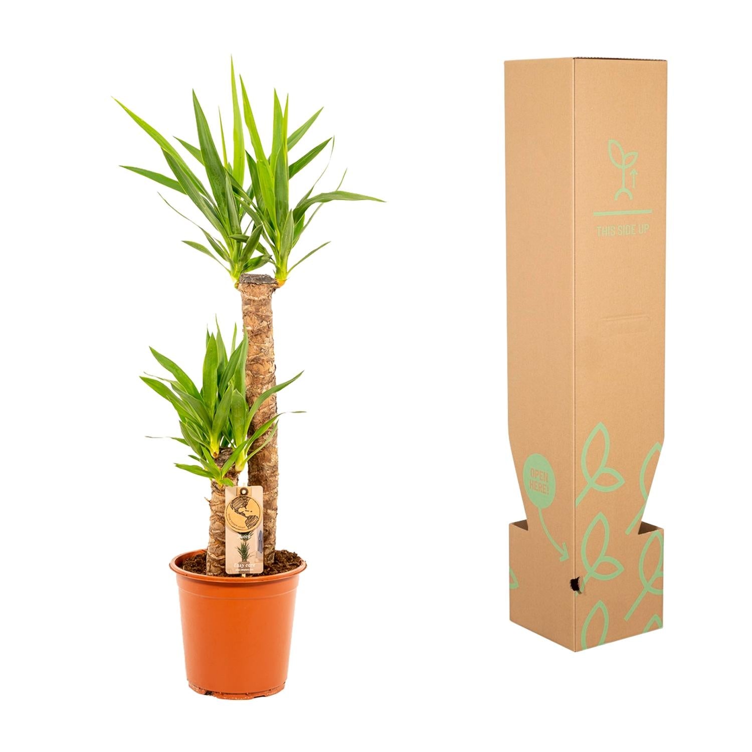 Yucca - 100 cm - Forest Plants