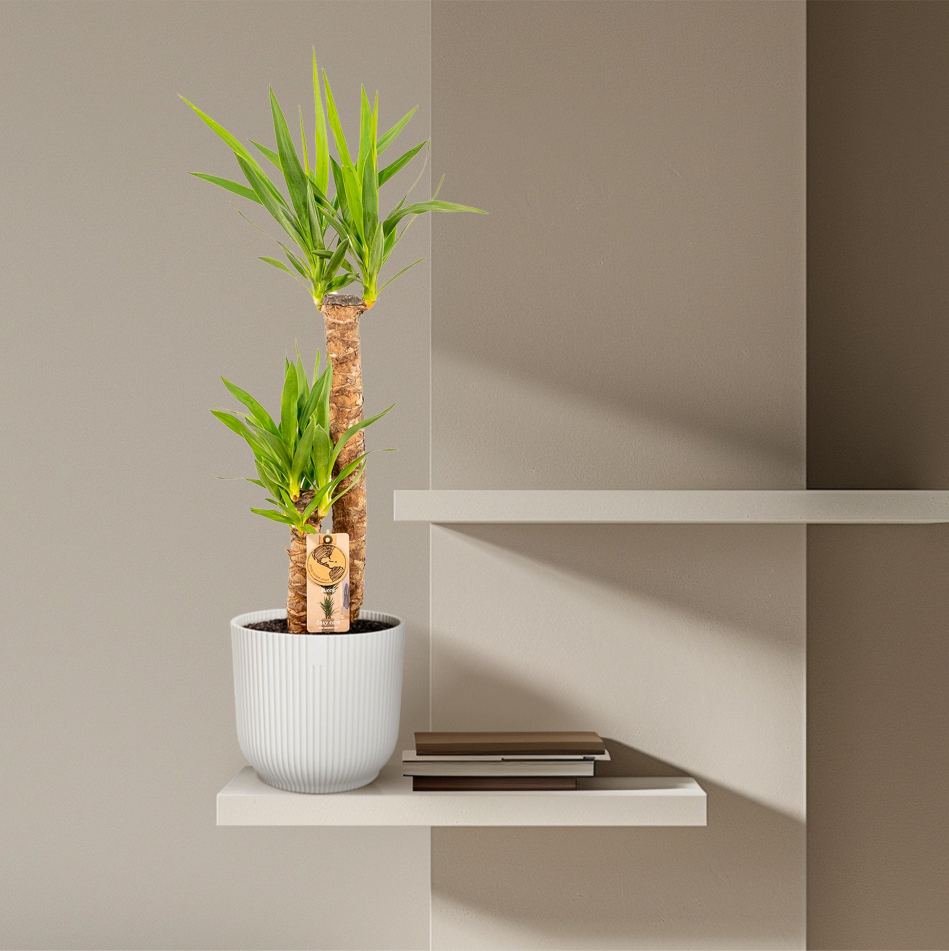 Yucca - 100 cm - Forest Plants