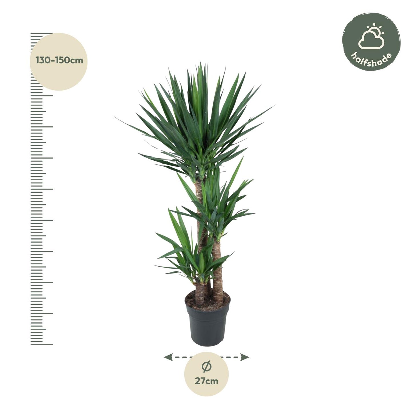 Yucca Elephantipe - 140 cm - Forest Plants