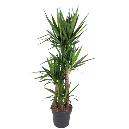 Yucca Elephantipe - 180 cm - Forest Plants