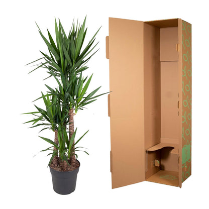 Yucca Elephantipe - 180 cm - Forest Plants
