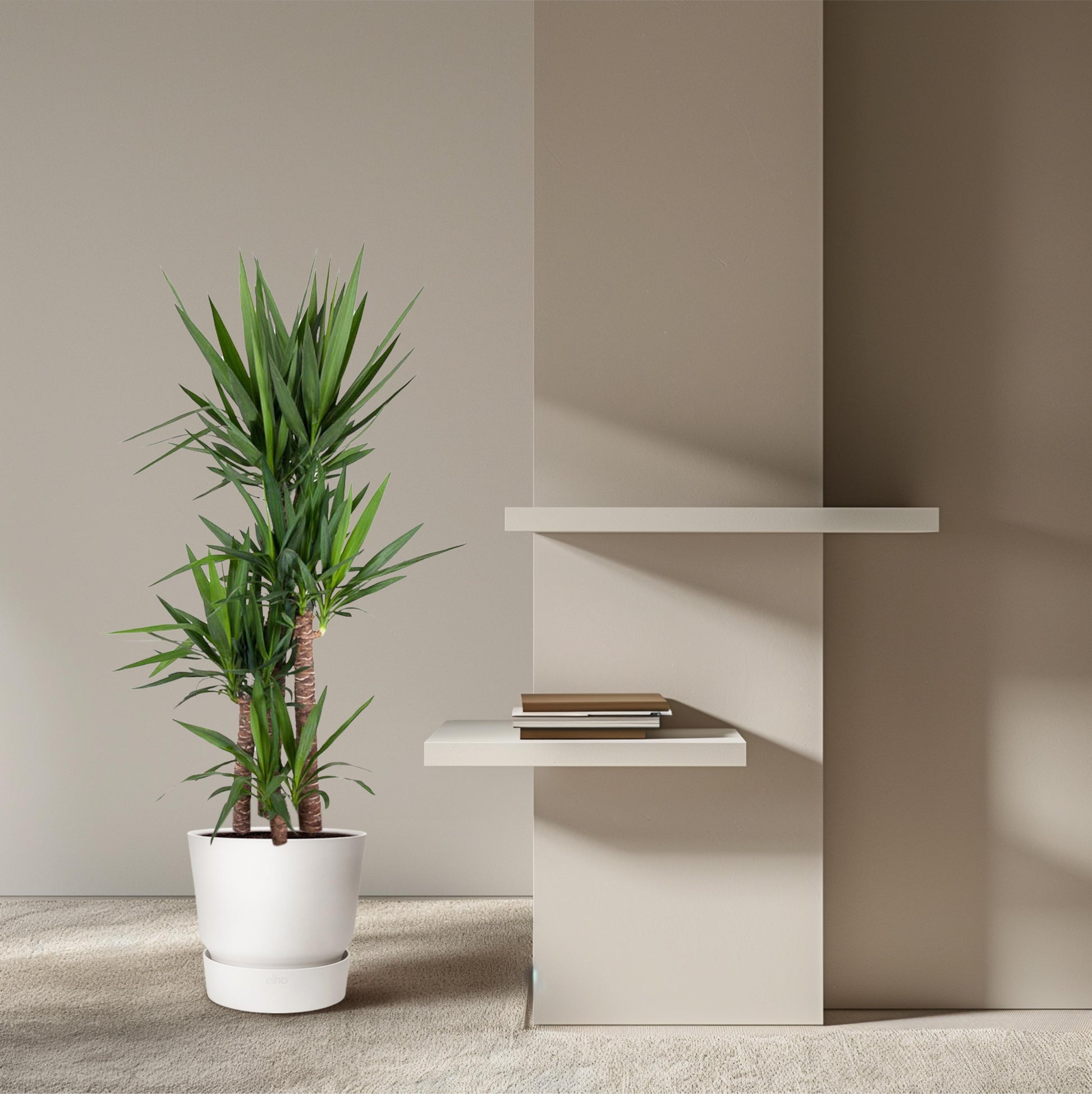 Yucca Elephantipe - 180 cm - Forest Plants