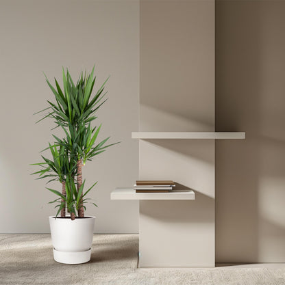 Yucca Elephantipe - 180 cm - Forest Plants