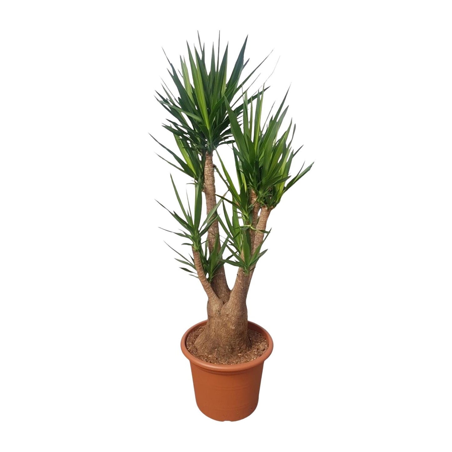 Yucca Elephantipes vertakt - 190 cm - Forest Plants