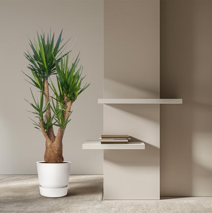 Yucca Elephantipes vertakt - 190 cm - Forest Plants