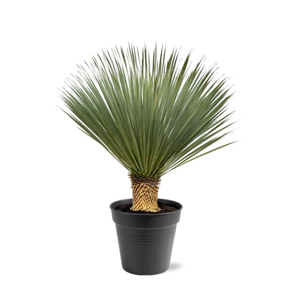 Yucca Rostrata - 100-120 cm