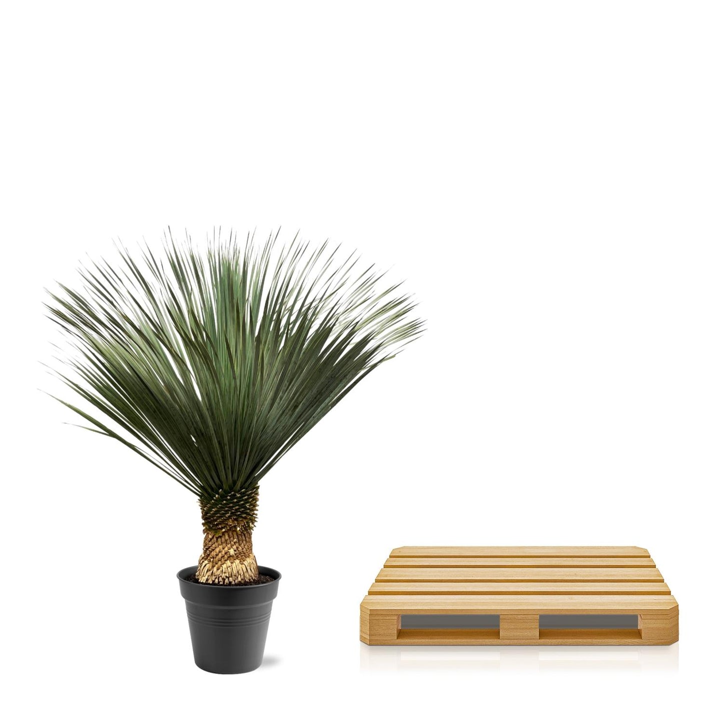 Yucca Rostrata - 130-150 cm