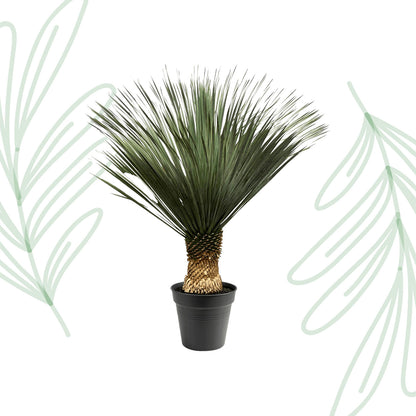 Yucca Rostrata - 130-150 cm Forest Plants